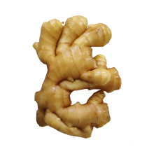 Different specification Chinese cheap price fresh ginger